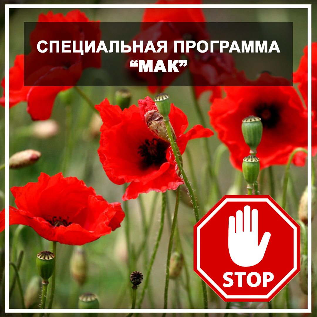 Специальная программа 